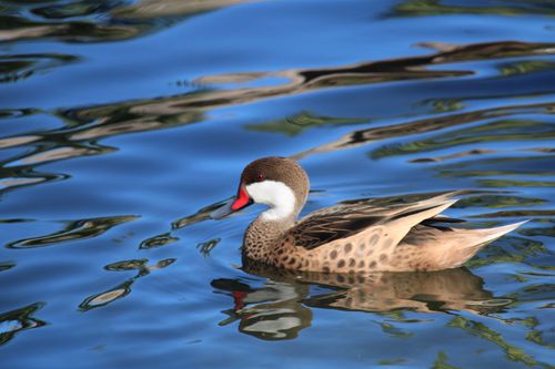 Free A vibrant Cinnamon Teal (Anas cyanoptera) gracefully swimming in Punta Cana. Stock Photo