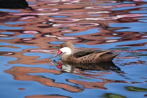 Free A duck with colorful beak swims in reflective water in Punta Cana. Stock Photo