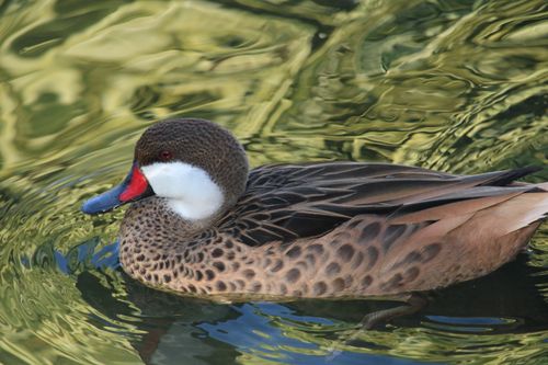 Free A striking brown duck with vibrant plumage gracefully swims in clear waters. Stock Photo