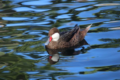 Free A serene brown duck with beautiful feathers floating on a calm pond, reflecting nature's beauty. Stock Photo