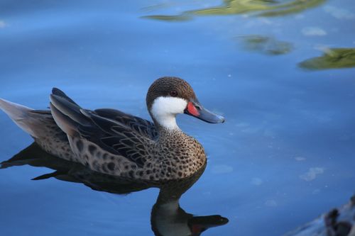 Free A stunning brown duck glides peacefully in Punta Cana's blue waters, showcasing detailed feathers. Stock Photo