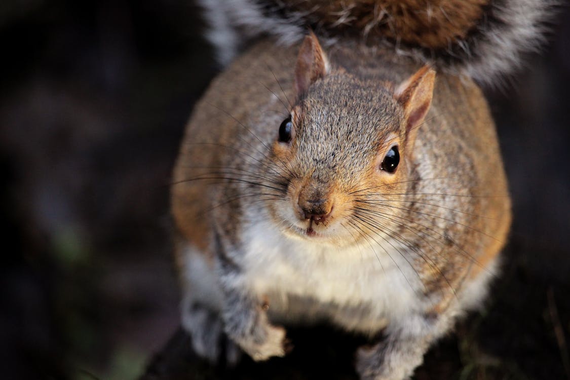 Brown Squirrel