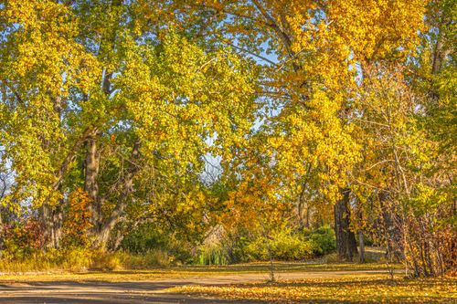 Free Beautiful autumn scene featuring colorful trees with golden leaves in a serene outdoor setting. Stock Photo