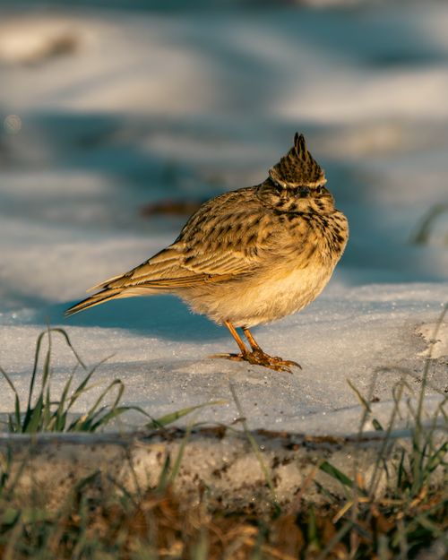 Free A Crested Lark standing on snow in Adıyaman, Türkiye during winter with green grass peeking through. Stock Photo