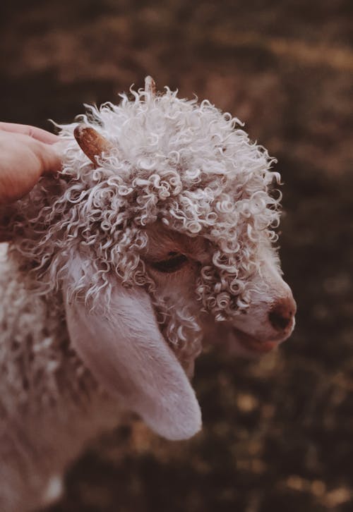 Free Curly-haired White Lamb Stock Photo