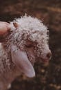 Curly-haired White Lamb