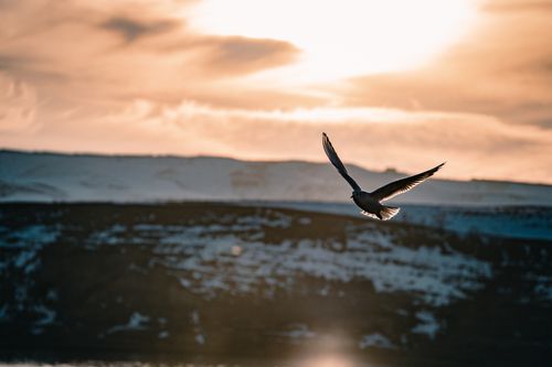 Free A seagull gracefully flying with a stunning sunset backdrop in Adıyaman, Türkiye. Stock Photo