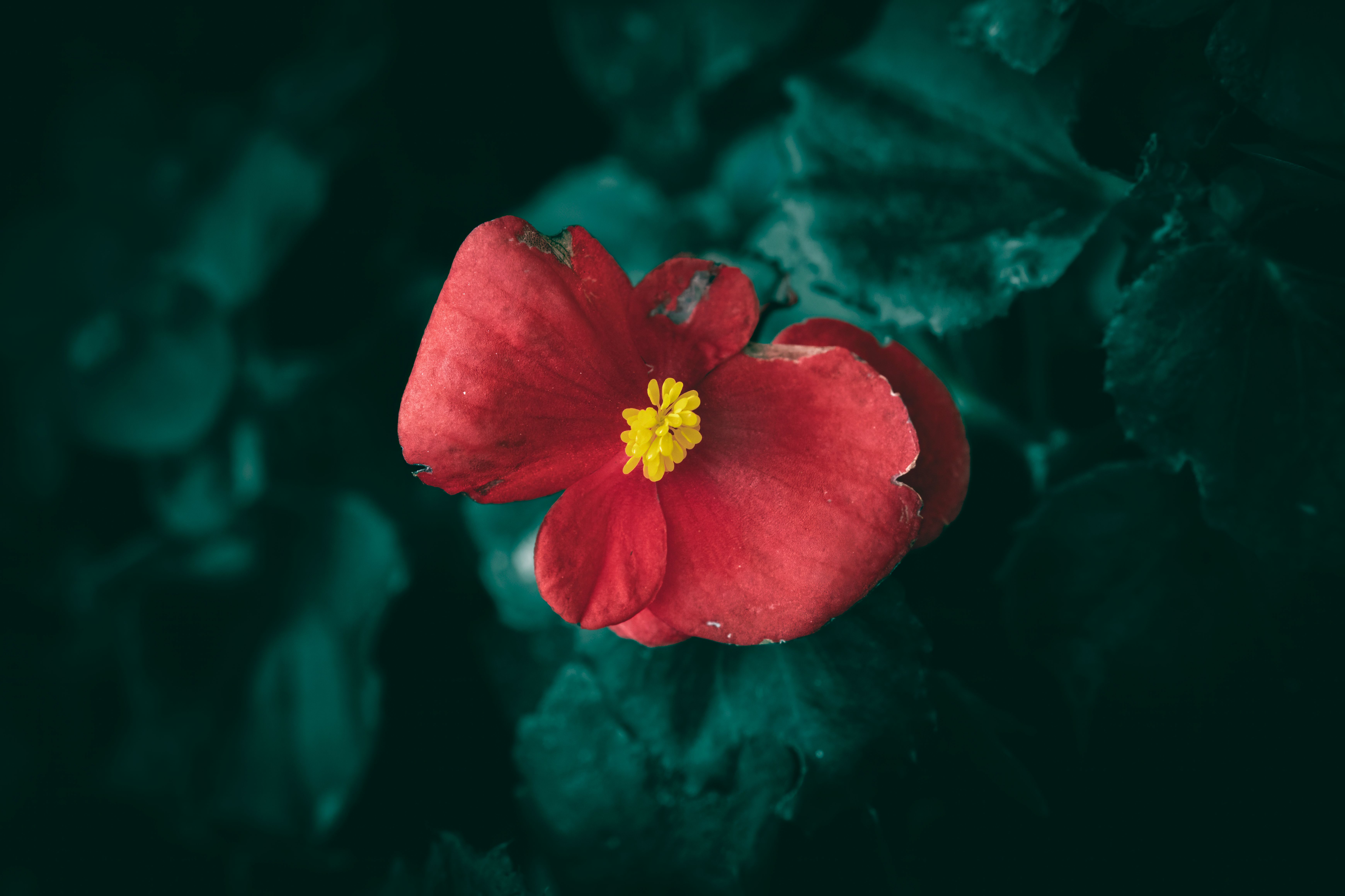 Beautiful+Boo Photos, Download The BEST Free Beautiful+Boo Stock Photos ...