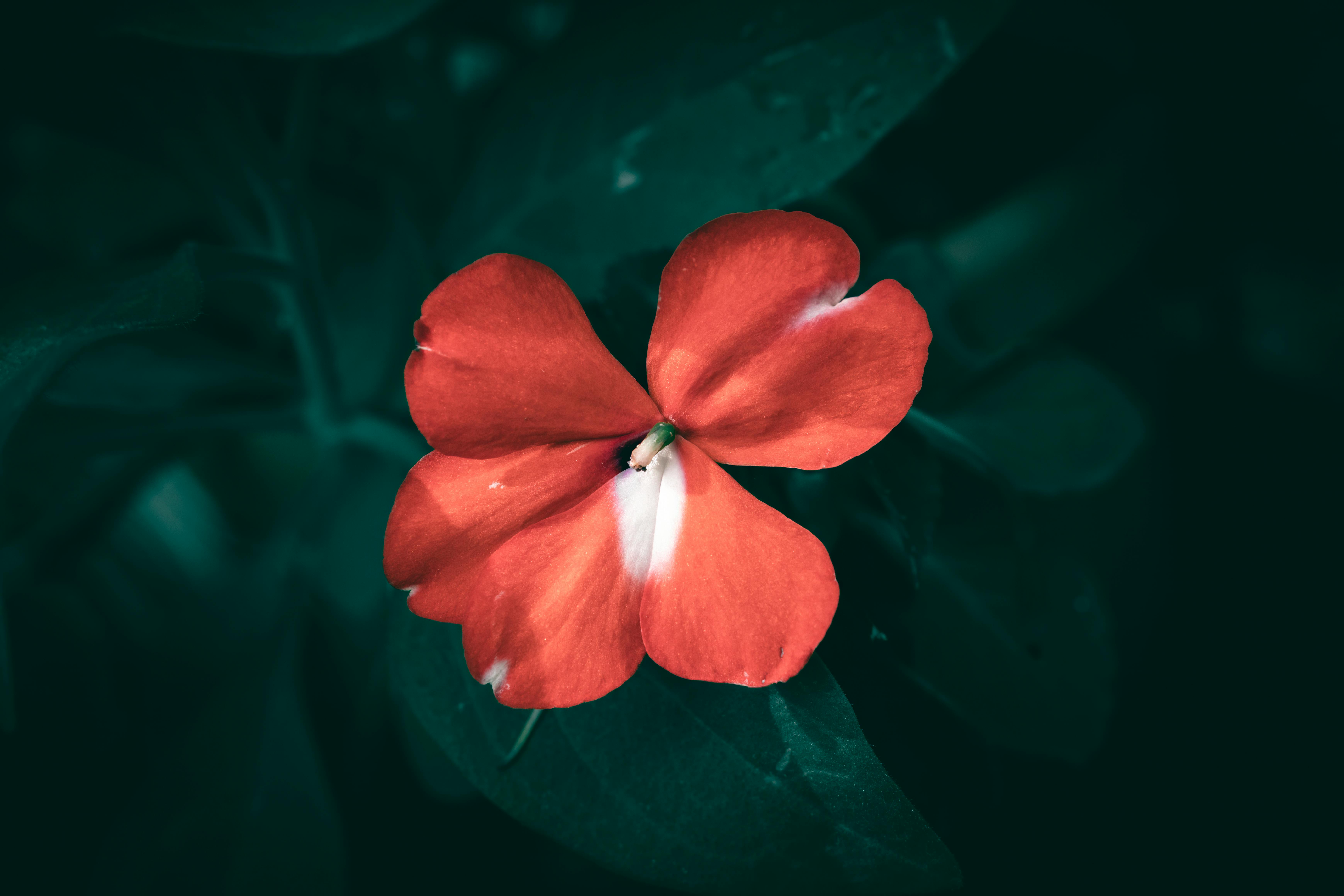 Jardin tropical luxuriant