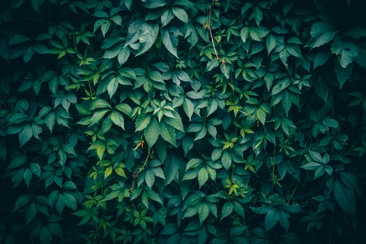 Vibrant close-up of lush Virginia creeper leaves creating a green textured background.
