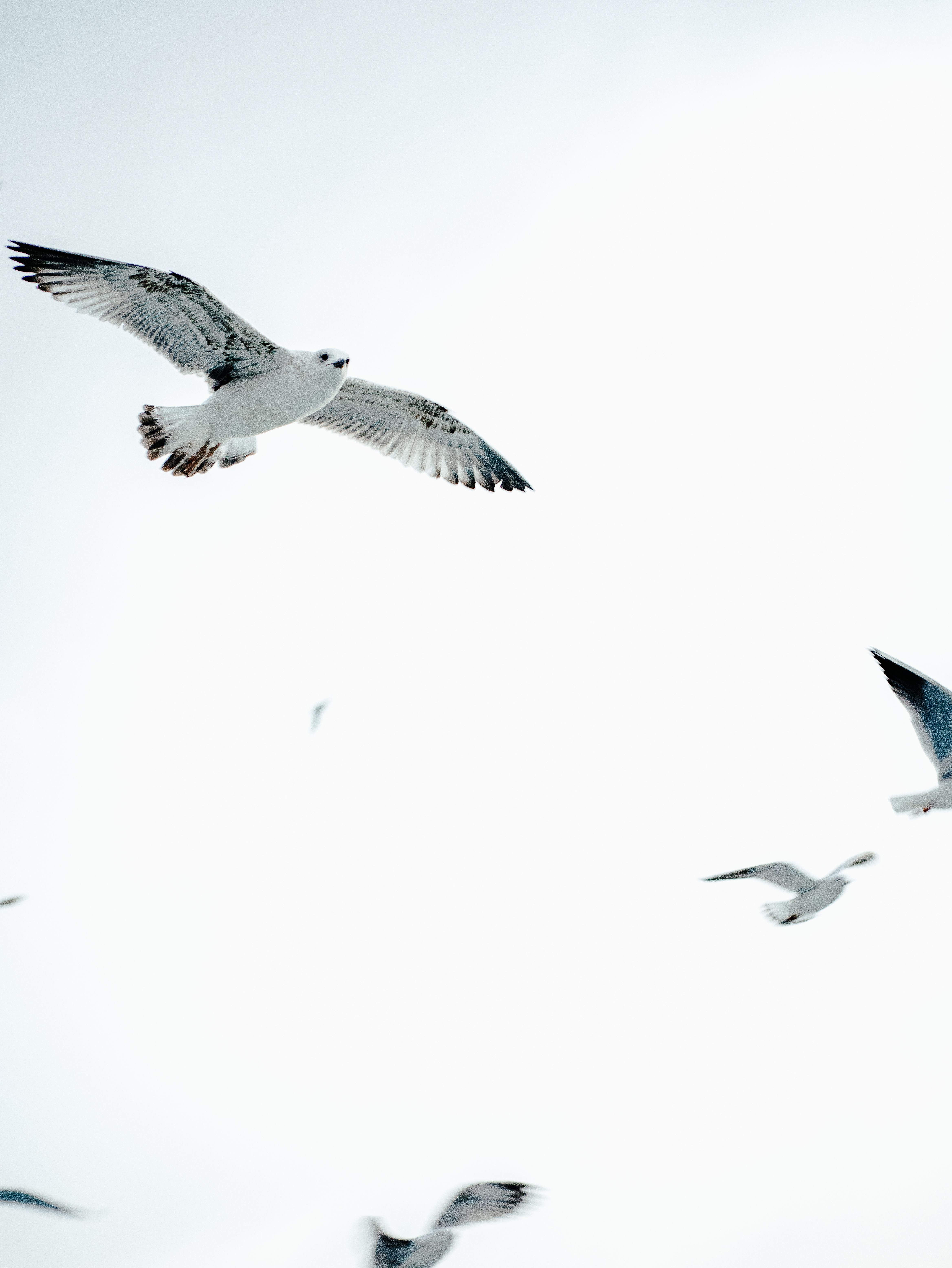 Flock of Seagulls Soaring in Clear Sky · Free Stock Photo