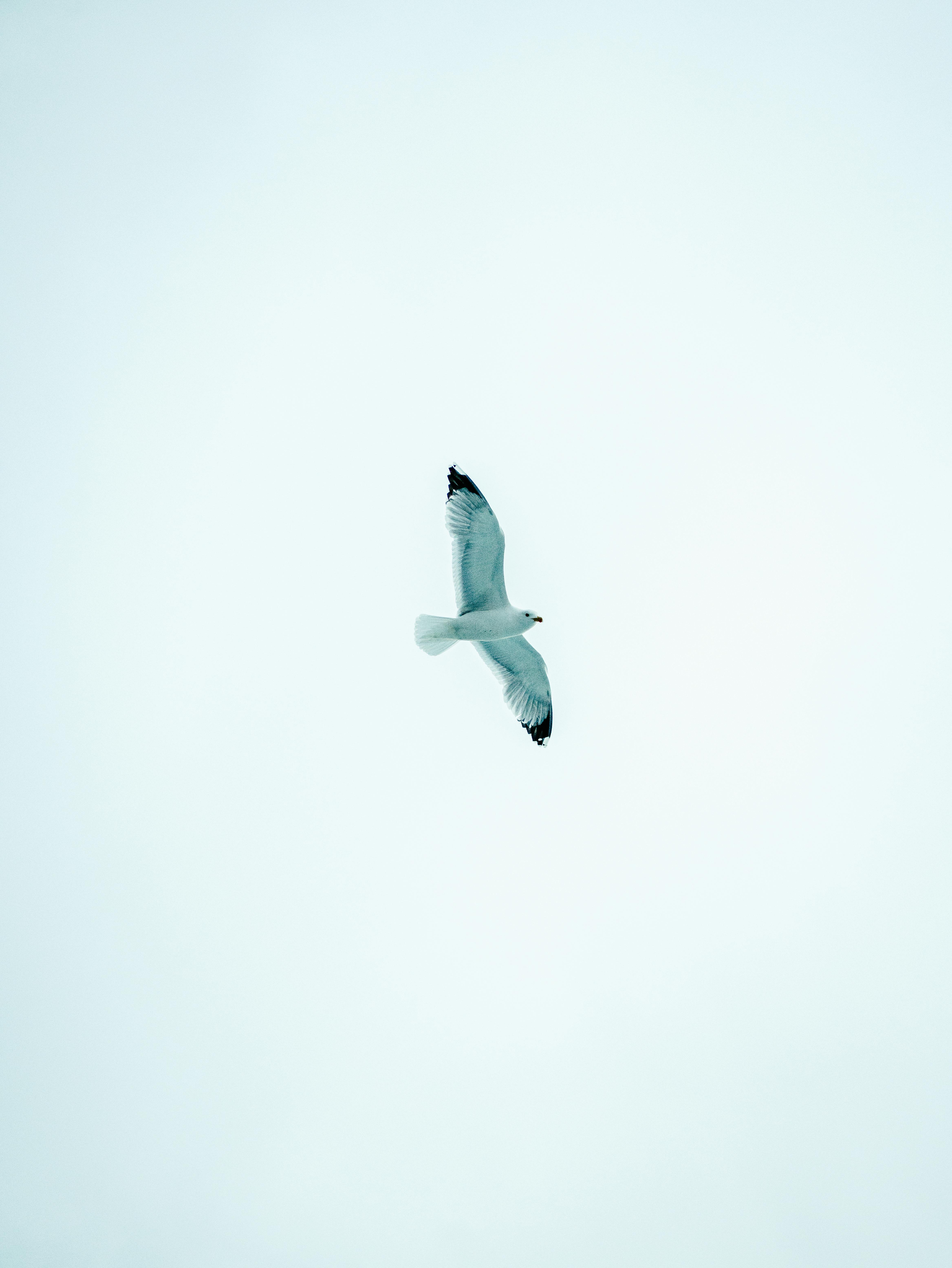 Δωρεάν Ένας γλάρος πετάει με χάρη στον ανοιχτό ουρανό, αποτυπώνοντας την ουσία της ελευθερίας και της ηρεμίας. Φωτογραφία από στοκ φωτογραφιών