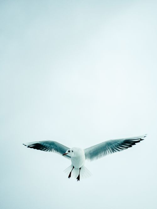 Free Close-up of a seagull soaring through a serene sky, highlighting its graceful flight. Stock Photo
