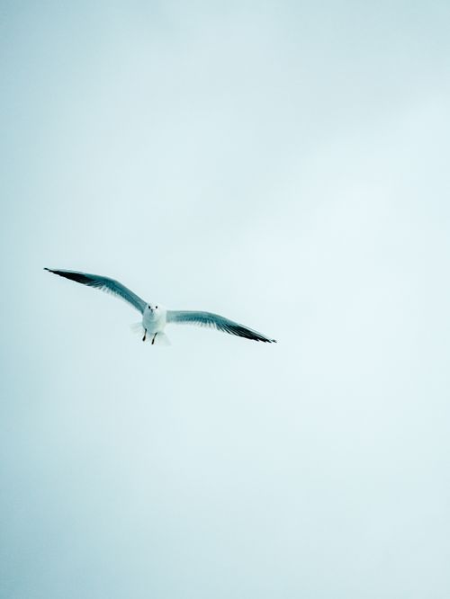 Free Seagull soaring elegantly in a bright sky, showcasing its expansive wingspan and grace. Stock Photo