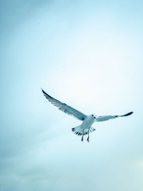 Free Elegant seagull soaring against a bright blue sky, captured mid-flight. Stock Photo
