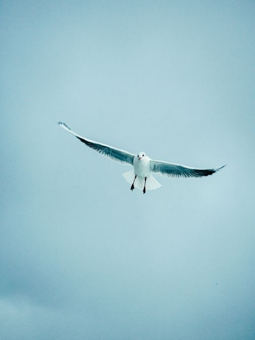 Free Elegant seagull effortlessly gliding against a blue sky, showcasing serene flight. Stock Photo
