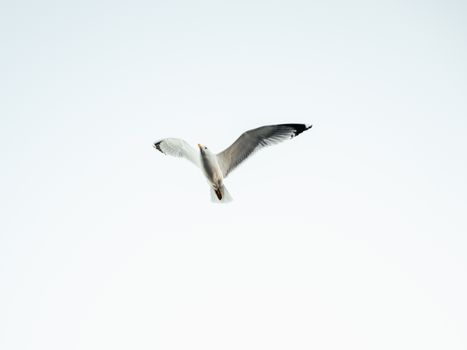 A graceful seagull in flight against a clear blue sky, showcasing freedom and serenity.