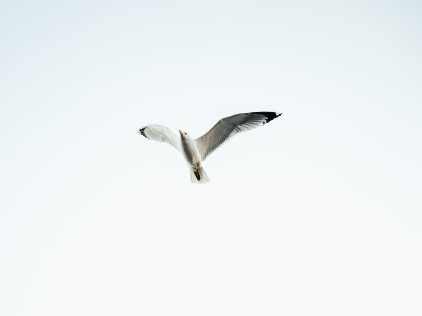 A graceful seagull in flight against a clear blue sky, showcasing freedom and serenity.