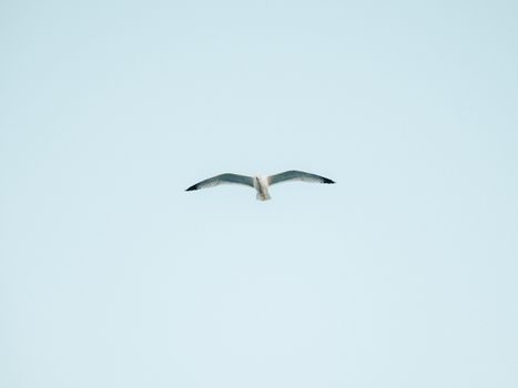 A solitary seagull gracefully flying against a backdrop of clear blue sky, captured in minimalist style.
