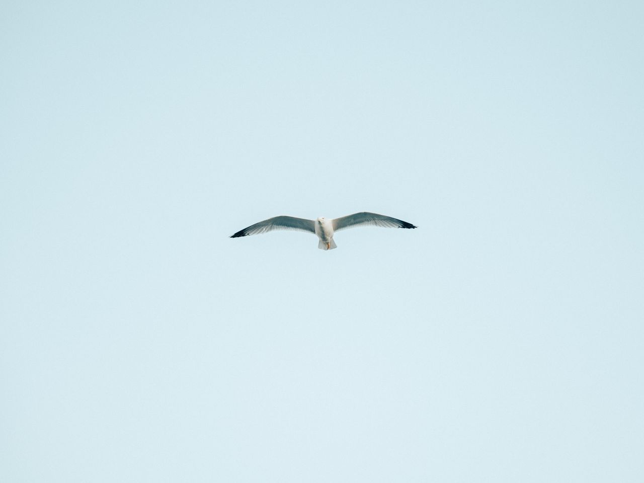 a solitary seagull gracefully flying against a backdrop of clear blue