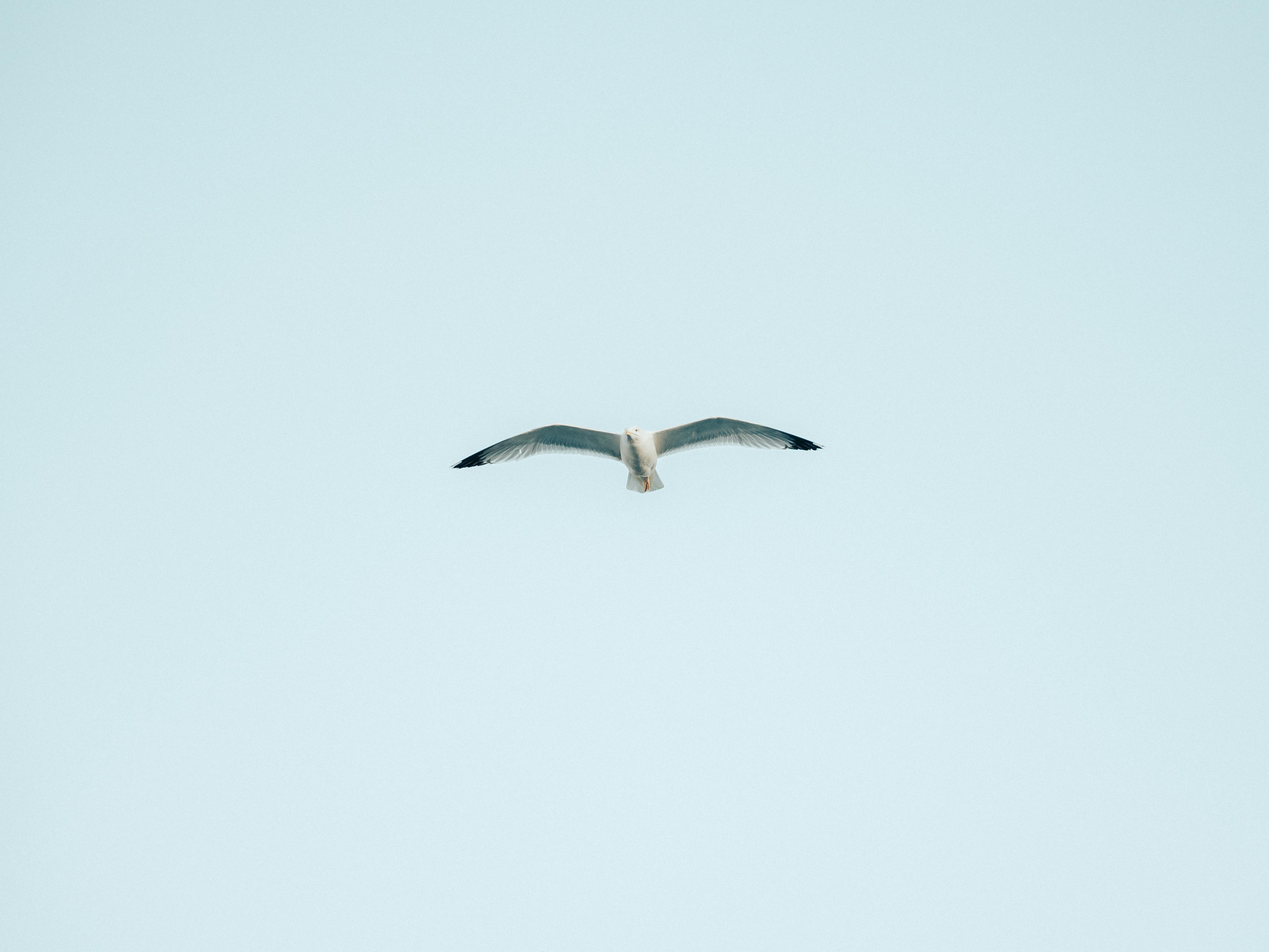 Gratis Un gabbiano solitario che vola con grazia sullo sfondo di un cielo azzurro e terso, immortalato in stile minimalista. Foto a disposizione