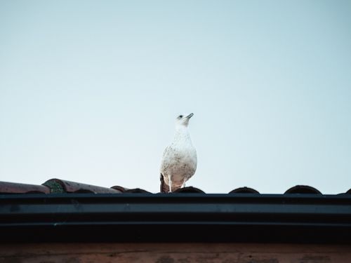 Free A solitary seagull sits atop a tiled roof with a clear blue sky background, evoking a tranquil outdoor setting. Stock Photo