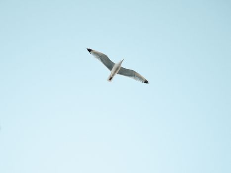 A solitary seagull gracefully flies through a bright, clear sky, capturing the essence of freedom.