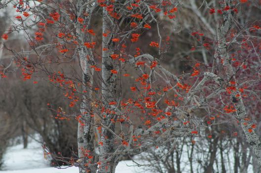Bright red berries on a birch tree in winter create a striking contrast against the snowy backdrop.