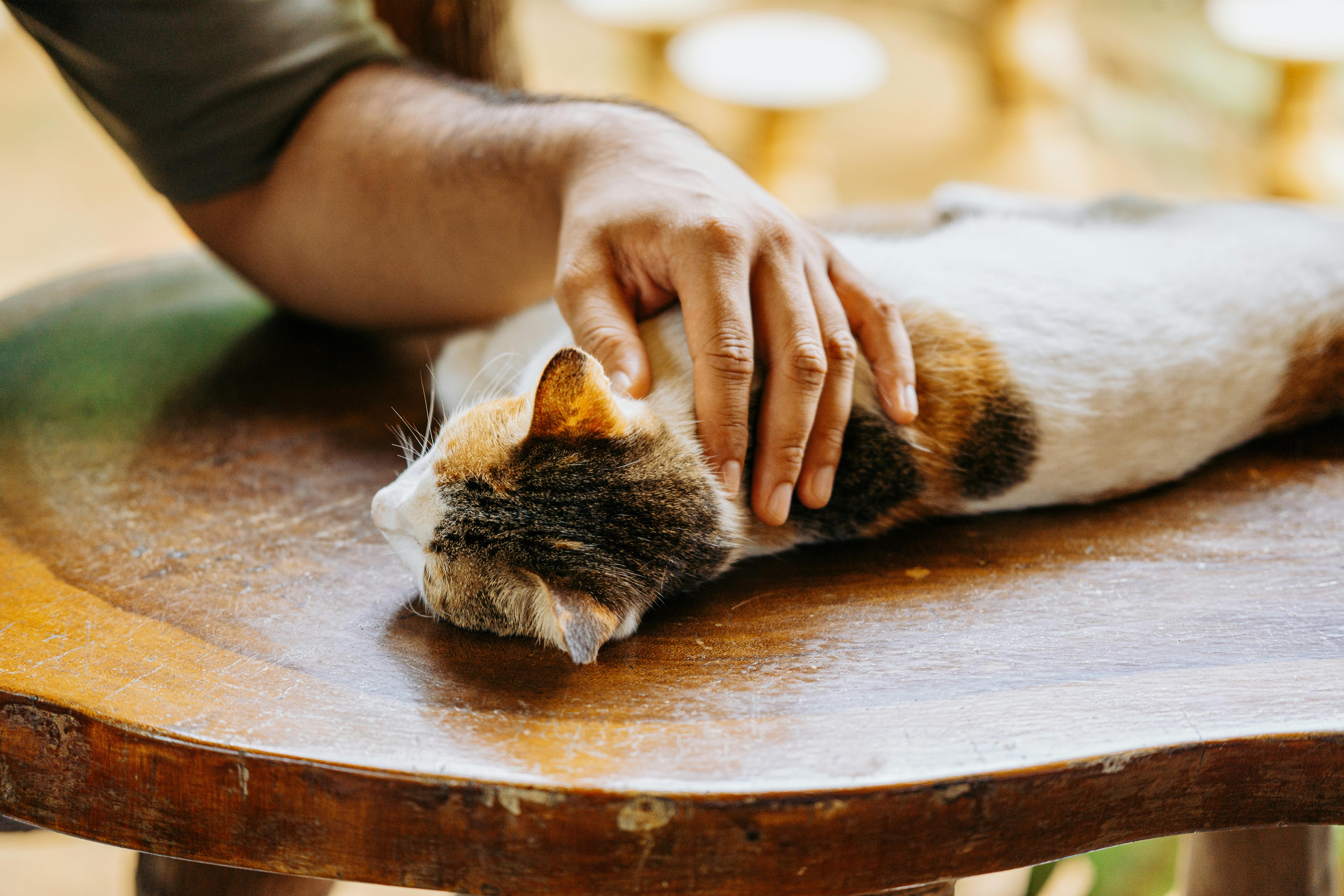 pet insurance pet health coverage — Photo by Nothing Ahead on Pexels