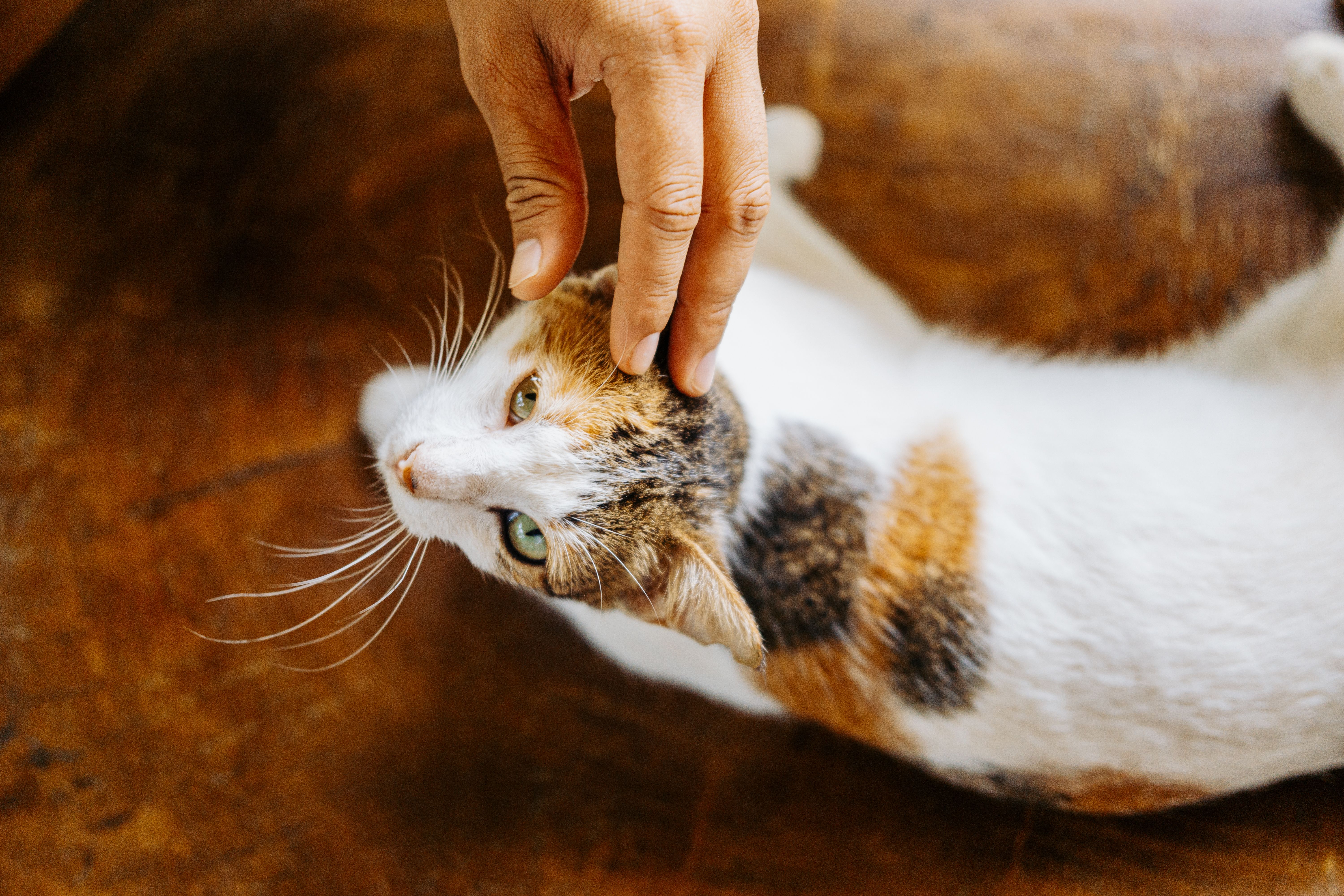 4 strategies to retrofit legacy pet food plants for food safety — Photo by Nothing Ahead on Pexels