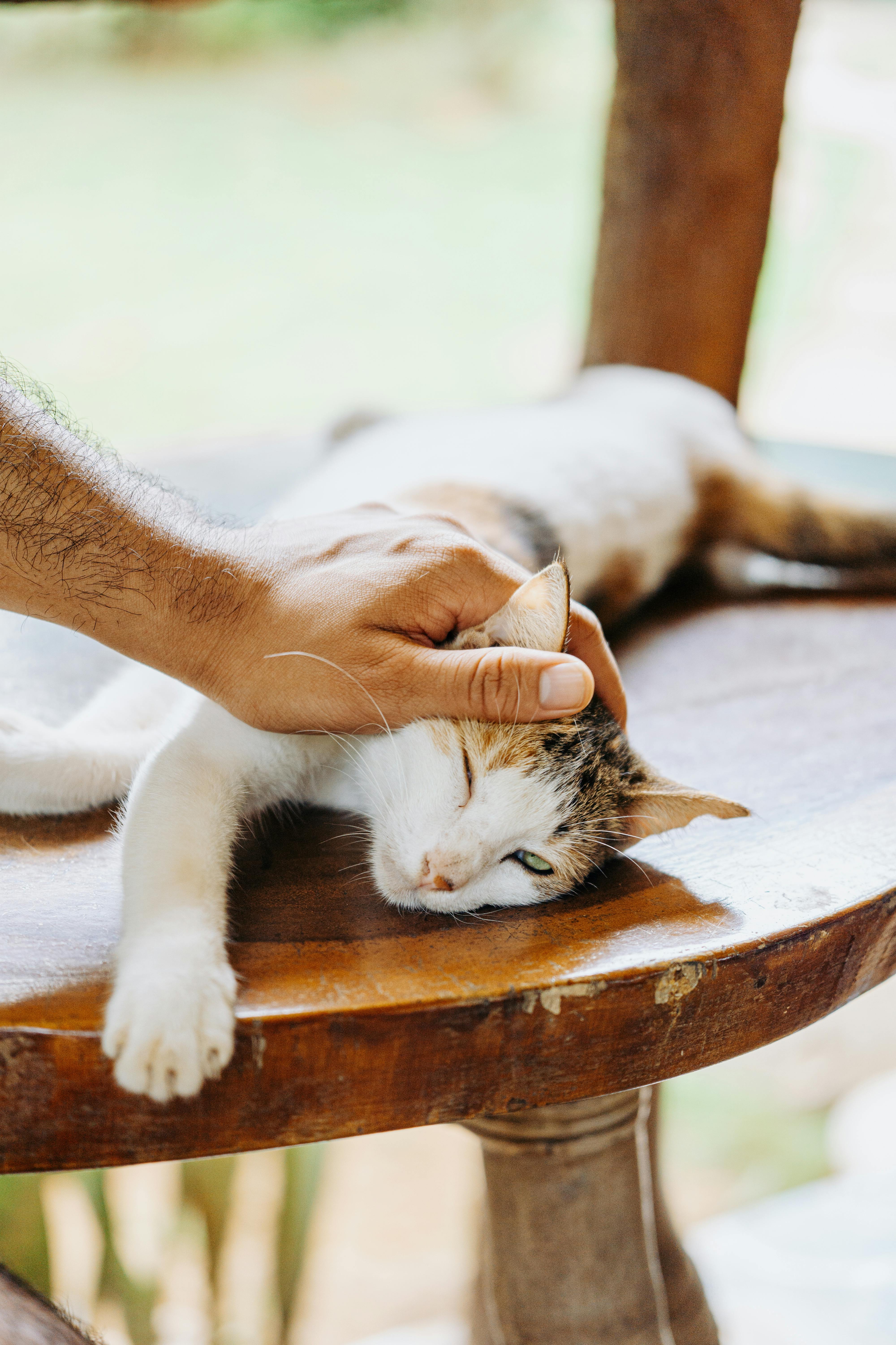 Anime+Rasmlar Photos, Download The BEST Free Anime+Rasmlar Stock Photos ...