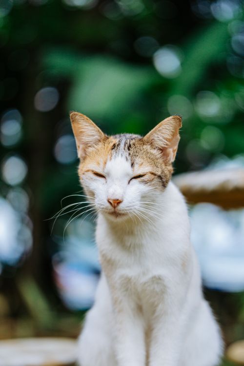 Free A calm calico cat with closed eyes enjoying an outdoor environment. Stock Photo