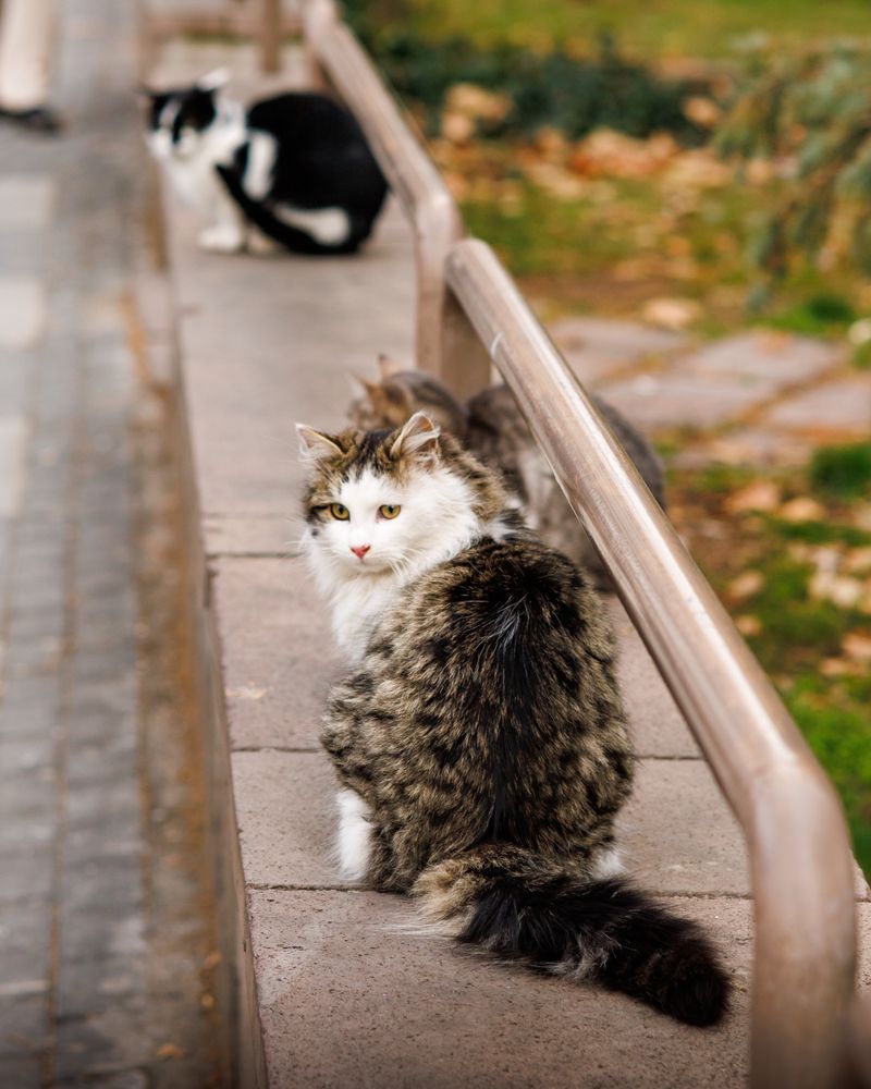 A friendly street cat being greeted by a person