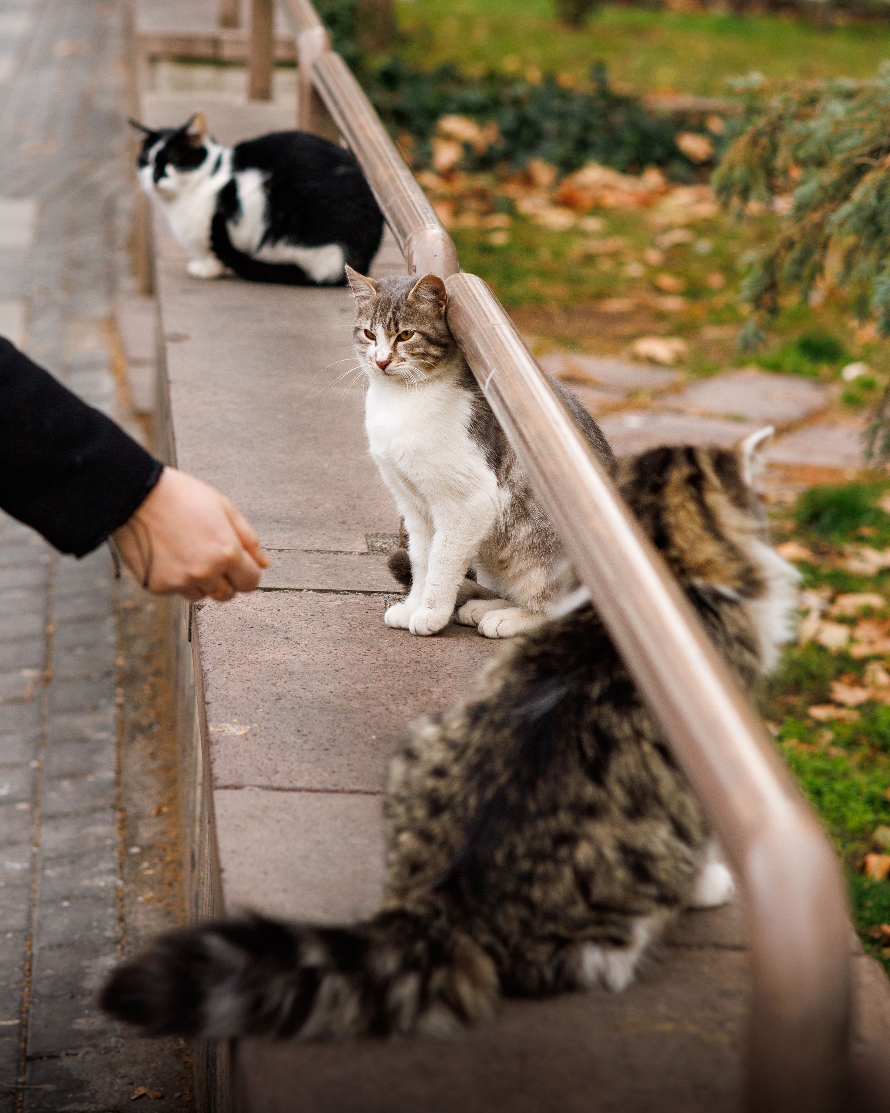 Feral Cat vs. Stray Cat: How to Tell and What to Do