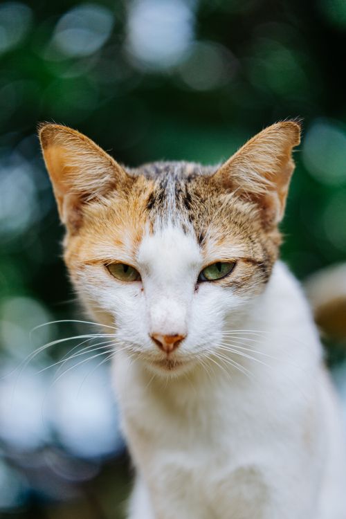 Free Detailed close-up of a domestic cat with green eyes outdoors. Stock Photo