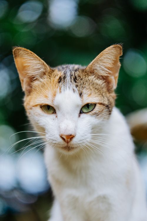 Free A detailed close-up portrait of a calico cat with green eyes in a natural outdoor setting. Stock Photo