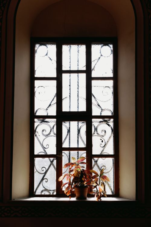 Free Potted plant silhouettes elegantly framed by a vintage window with ornate ironwork. Stock Photo