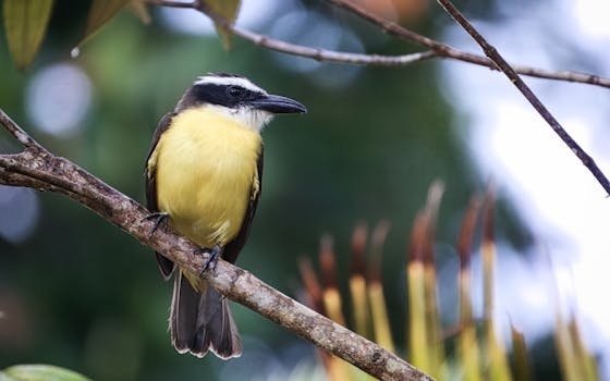 Primo piano di un Kiskadee maggiore appollaiato su un ramo a Tortuguero, Costa Rica.