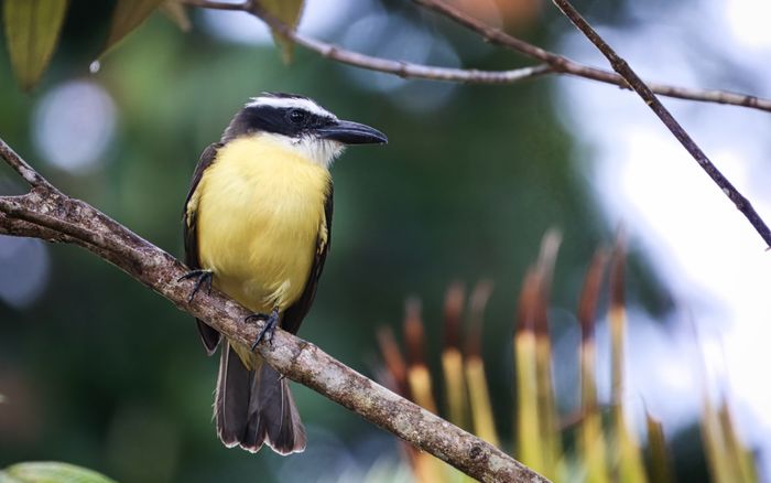 Oiseau bienteveo à Tortuguero, Costa Rica