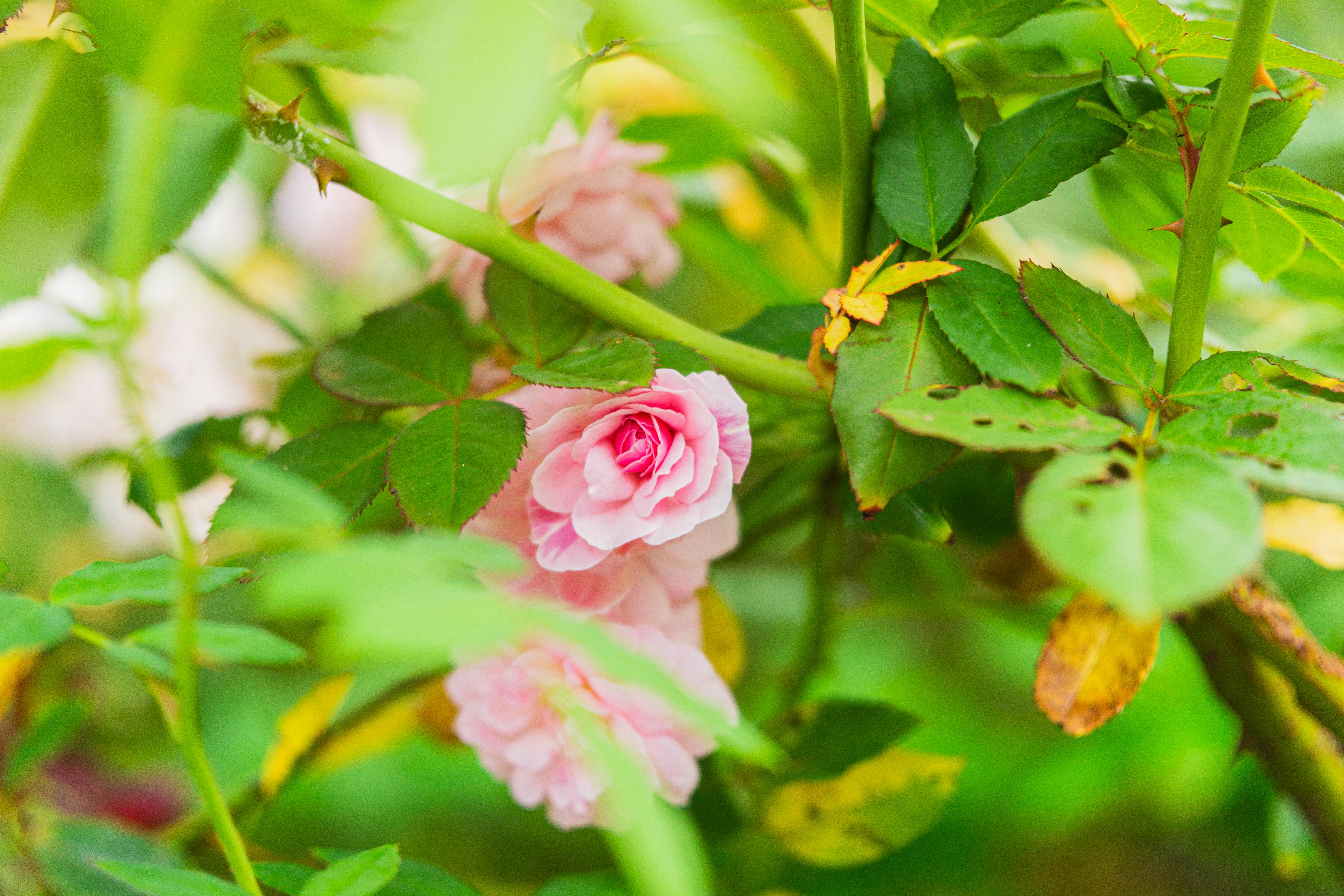 Why Are My Large Rose Blooms Flopping Over? Diagnosing Weak Stems and Boosting Rigidity for Show-Stopping Flowers