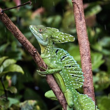 Basilisk