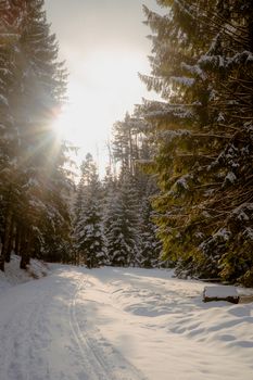 Sunlit snow-covered forest path in Saxon, Valais, Switzerland with towering pines under a clear sky.