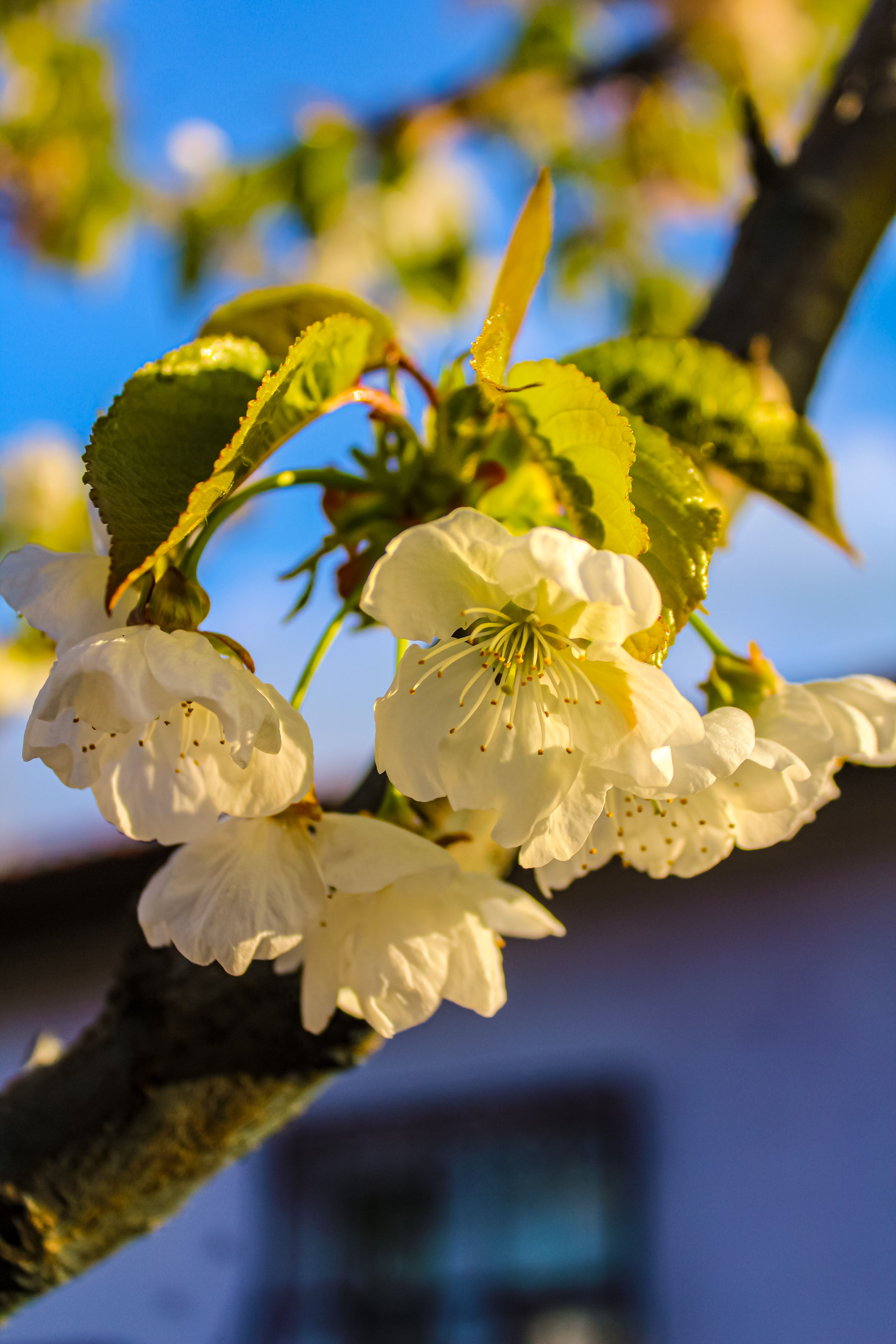 Close-up of Cherry Blossoms on a Spring Morning · Free Stock Photo
