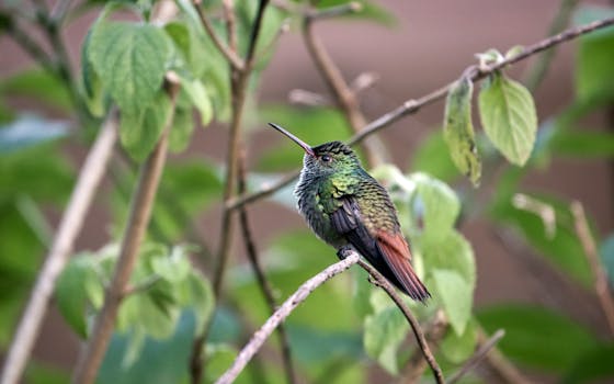 Cattura di un vivace colibrì codarossiccia appollaiato in mezzo alla vegetazione lussureggiante in Costa Rica.