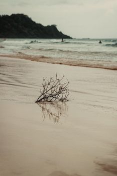 Peaceful beach scene featuring a driftwood branch on the shore and a distant hill, perfect for relaxation themes.