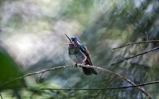 Monteverde, Costa Rica photo 18