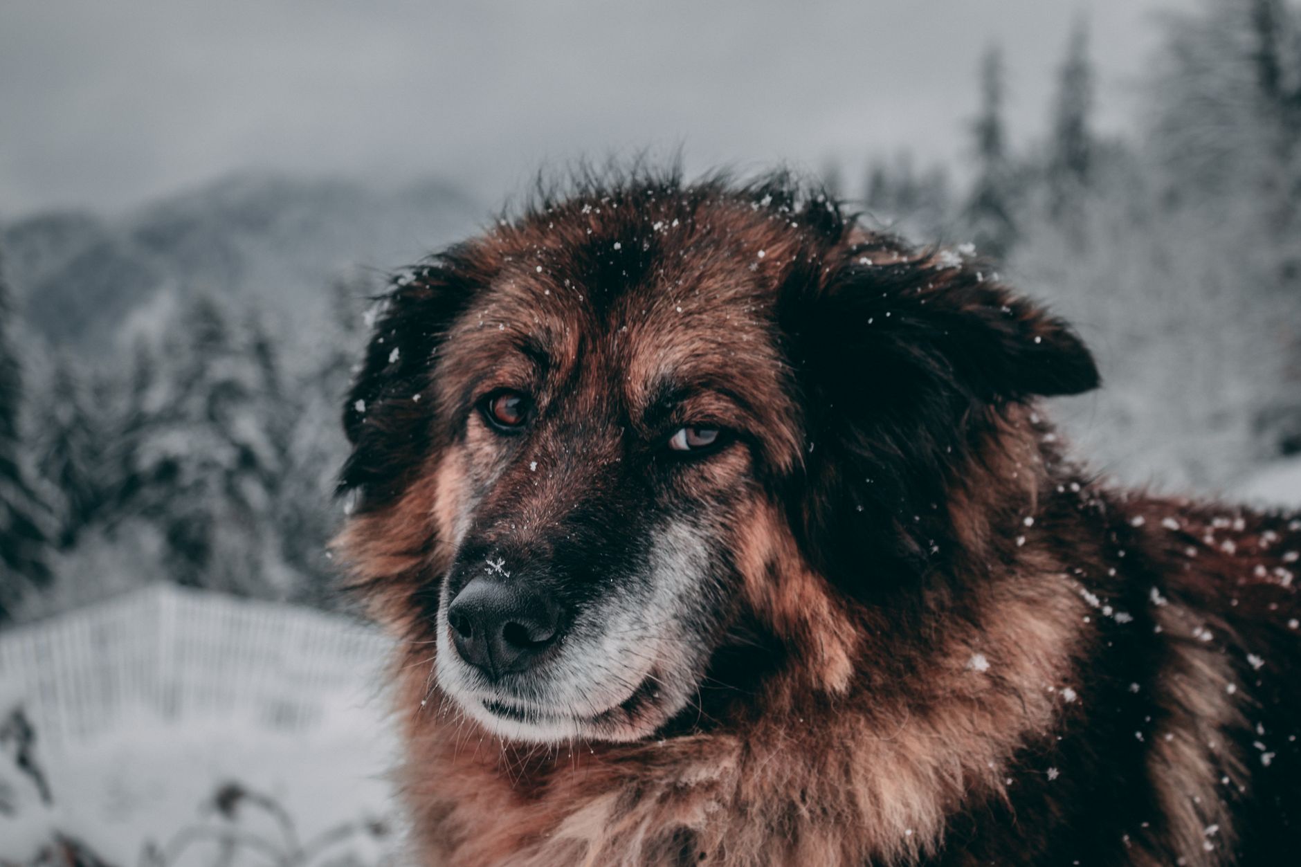 Veterinary care for a dog
