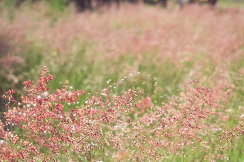 Free Peaceful meadow landscape featuring delicate pink wildflowers swaying gently in the breeze. Stock Photo