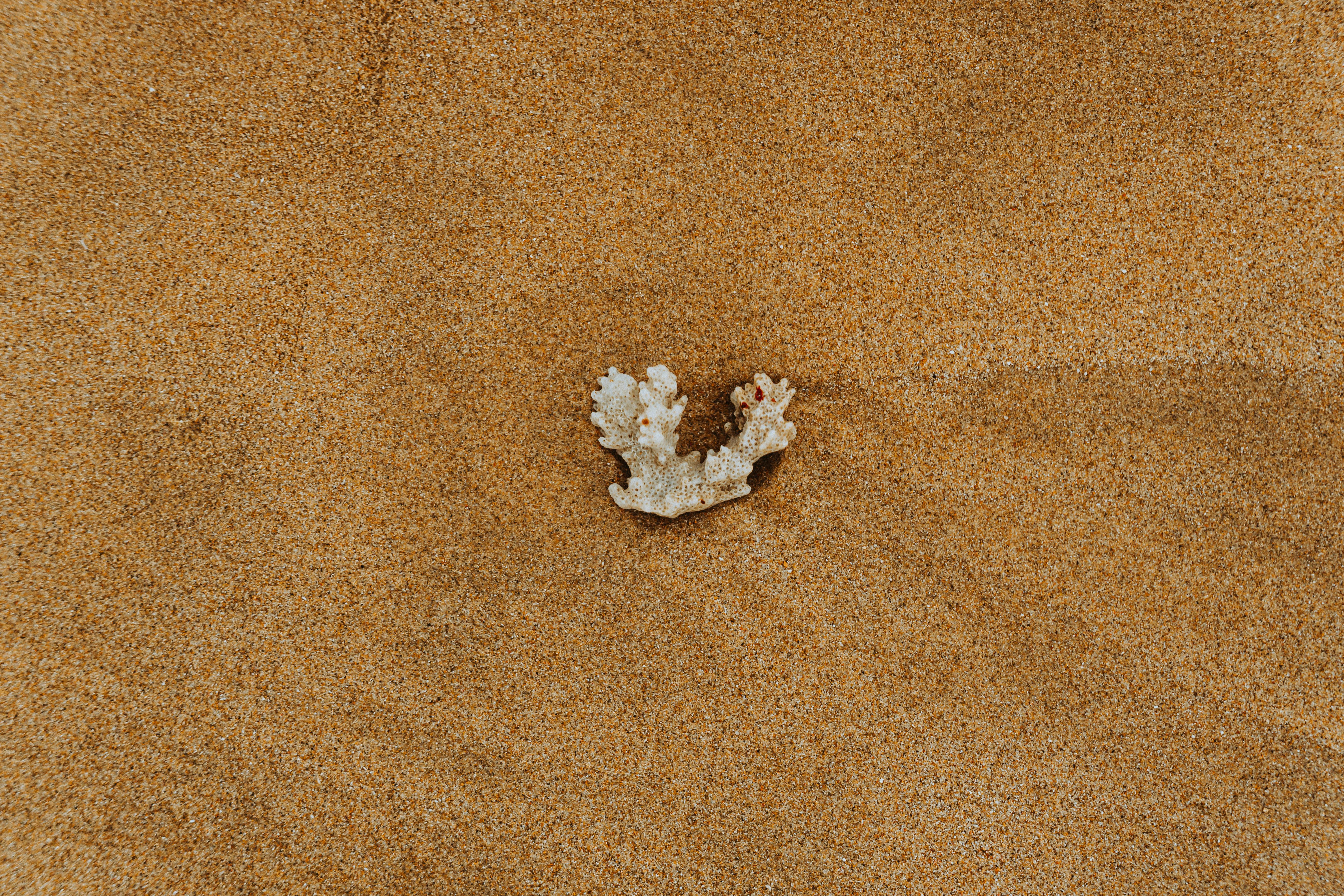 Top view of a piece of white coral resting on a sandy beach, emphasizing natural textures.
