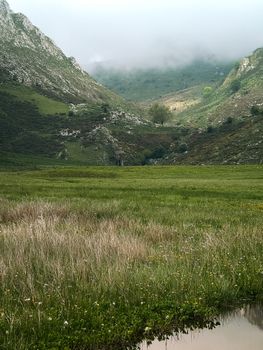 Idyllic view of lush green Covadonga mountains with mist and meadow.
